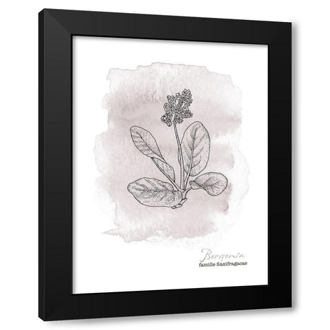 Planche botanique 3 Black Modern Wood Framed Art Print by Braun Studio