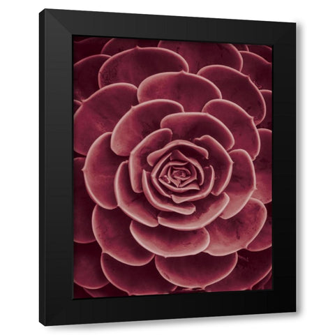Cactus flower Black Modern Wood Framed Art Print by Braun Studio