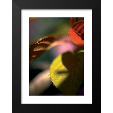 Feuilles Prunus 1 Black Modern Wood Framed Art Print by Ayrault, Marc