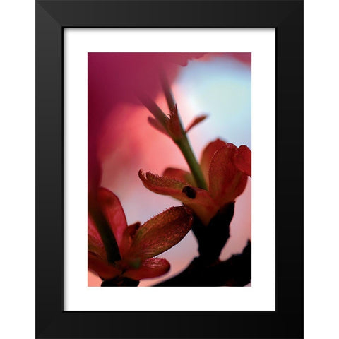 Prunus 3 Black Modern Wood Framed Art Print by Ayrault, Marc