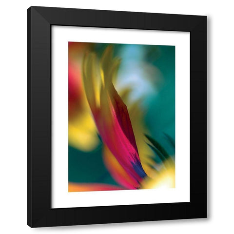 Rudbeckia Black Modern Wood Framed Art Print by Ayrault, Marc