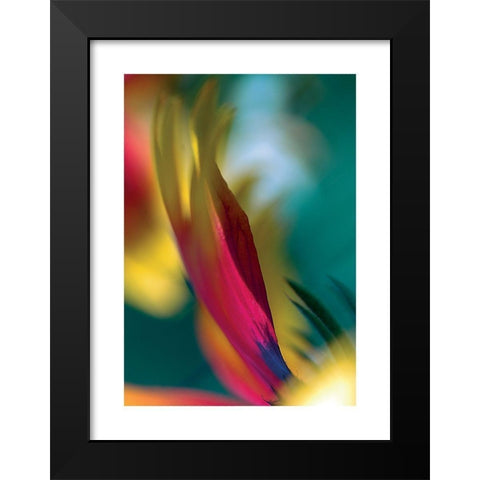 Rudbeckia Black Modern Wood Framed Art Print by Ayrault, Marc