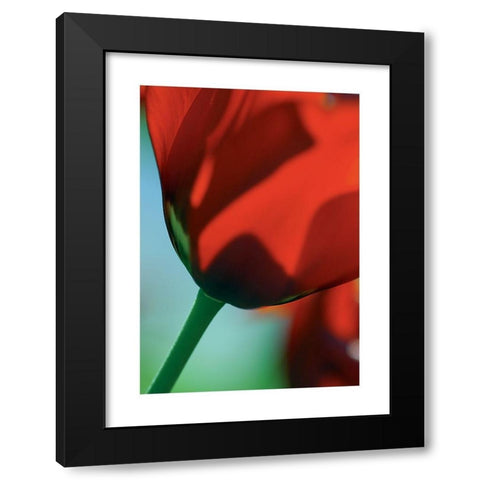 Tulipe 4 Black Modern Wood Framed Art Print with Double Matting by Ayrault, Marc