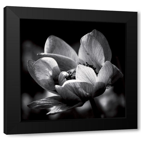 Spring dream Black Modern Wood Framed Art Print by Mercier, Bruno