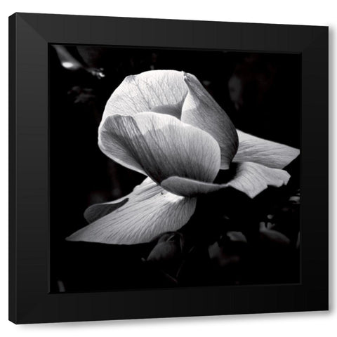 Springfield Black Modern Wood Framed Art Print with Double Matting by Mercier, Bruno