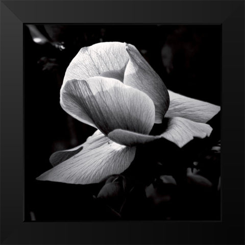 Springfield Black Modern Wood Framed Art Print by Mercier, Bruno