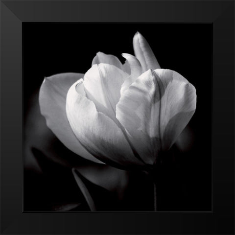 Morning caress Black Modern Wood Framed Art Print by Mercier, Bruno