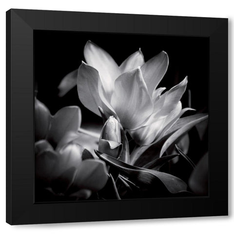 Opening Black Modern Wood Framed Art Print by Mercier, Bruno