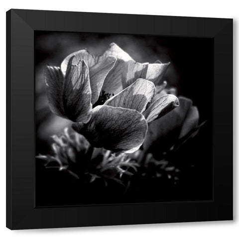 Looking for the light Black Modern Wood Framed Art Print by Mercier, Bruno