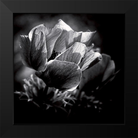 Looking for the light Black Modern Wood Framed Art Print by Mercier, Bruno