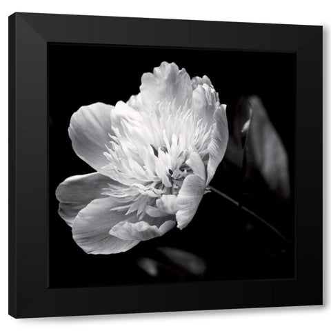 Dance on a volcano Black Modern Wood Framed Art Print by Mercier, Bruno