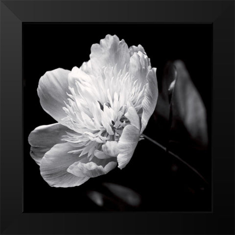 Dance on a volcano Black Modern Wood Framed Art Print by Mercier, Bruno