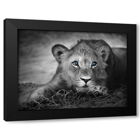 Lioness with blue eyes Black Modern Wood Framed Art Print by Braun Studio