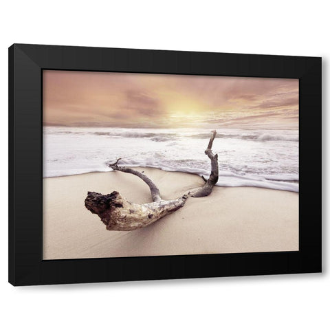 Driftwood on beach Black Modern Wood Framed Art Print with Double Matting by Braun Studio