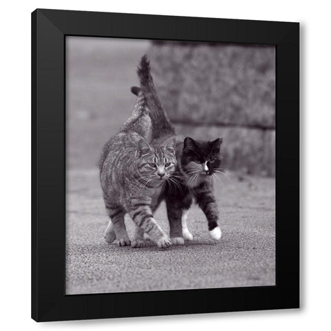 Ballade de chatons Black Modern Wood Framed Art Print with Double Matting by Seiji