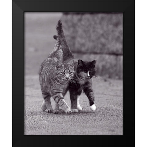 Ballade de chatons Black Modern Wood Framed Art Print by Seiji