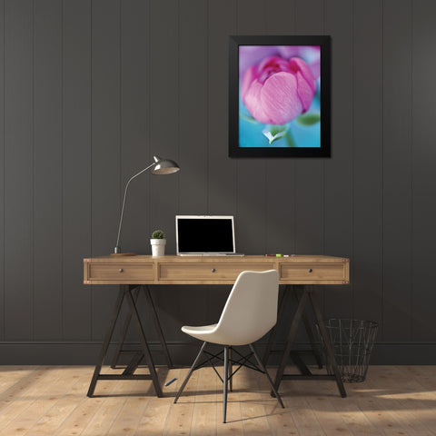Rose en beaute Black Modern Wood Framed Art Print by Friis-Larsen, Liv