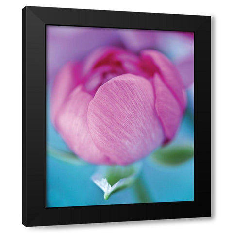 Rose en beaute Black Modern Wood Framed Art Print with Double Matting by Friis-Larsen, Liv