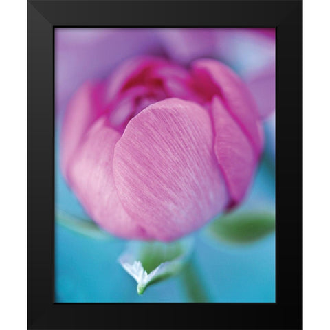 Rose en beaute Black Modern Wood Framed Art Print by Friis-Larsen, Liv