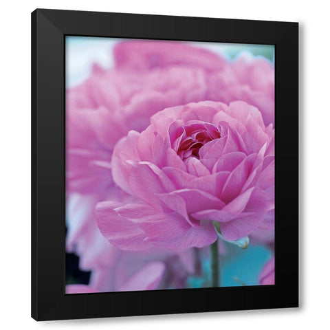 Roses Anglaises Black Modern Wood Framed Art Print by Friis-Larsen, Liv