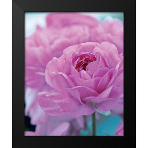Roses Anglaises Black Modern Wood Framed Art Print by Friis-Larsen, Liv
