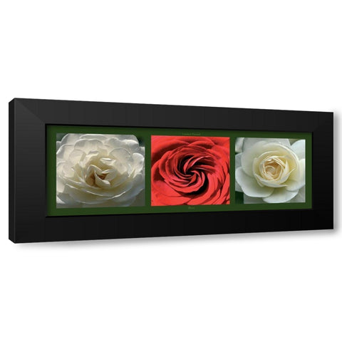 Roses II Black Modern Wood Framed Art Print by Pinsard, Laurent