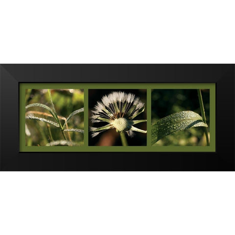 Rosee Black Modern Wood Framed Art Print by Pinsard, Laurent