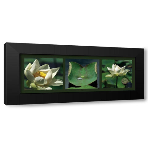 Lotus blancs Black Modern Wood Framed Art Print by Pinsard, Laurent