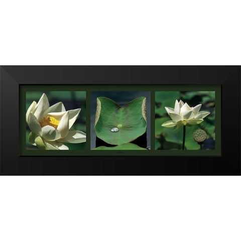 Lotus blancs Black Modern Wood Framed Art Print by Pinsard, Laurent