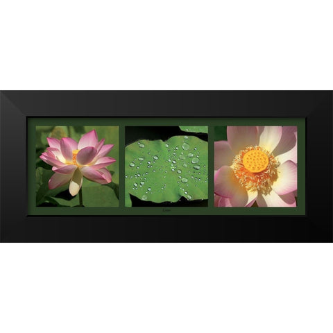 Lotus Black Modern Wood Framed Art Print by Pinsard, Laurent
