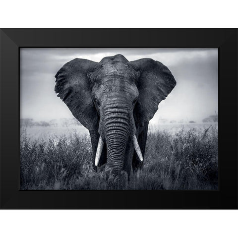 ElÃ©phant Black Modern Wood Framed Art Print by Braun Studio