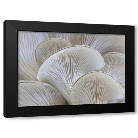 White blades mushroom Black Modern Wood Framed Art Print with Double Matting by Braun Studio