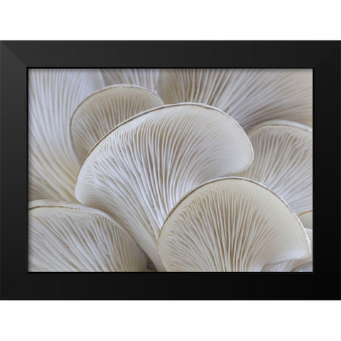 White blades mushroom Black Modern Wood Framed Art Print by Braun Studio