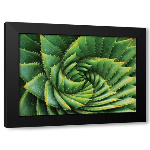 Vert de cactus Black Modern Wood Framed Art Print by Braun Studio