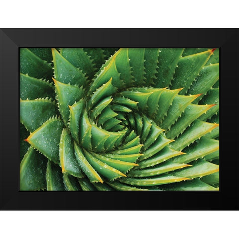 Vert de cactus Black Modern Wood Framed Art Print by Braun Studio