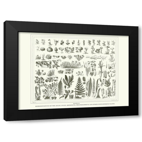 Planche Botanique 1 Black Modern Wood Framed Art Print with Double Matting by BRAUN Studio