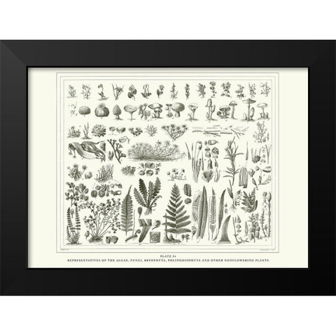 Planche Botanique 1 Black Modern Wood Framed Art Print by BRAUN Studio