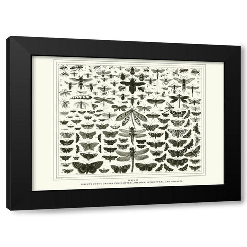 Planche Papillons 1 Black Modern Wood Framed Art Print with Double Matting by BRAUN Studio
