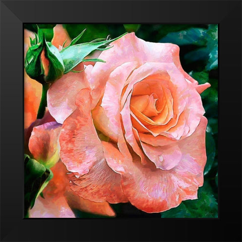 Big Rose Black Modern Wood Framed Art Print by Medeiros, Celito