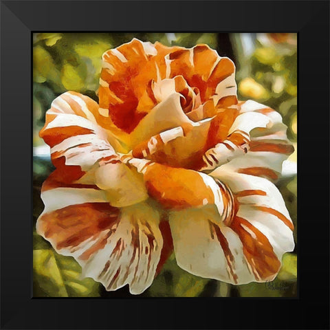 Rose in Orange and White Colors Black Modern Wood Framed Art Print by Medeiros, Celito