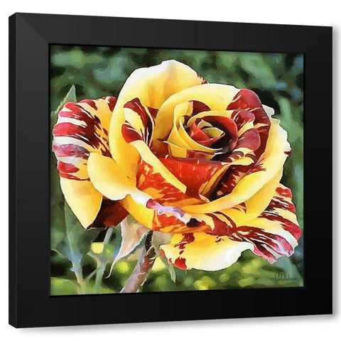 Rose in Yellow and Red Colors Black Modern Wood Framed Art Print by Medeiros, Celito