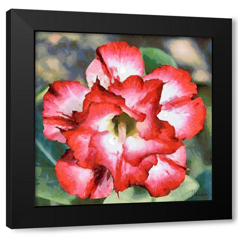 Orchids II Black Modern Wood Framed Art Print by Medeiros, Celito