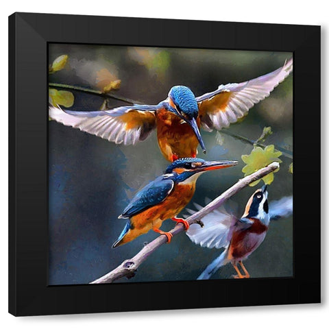 Three Kingfishers Black Modern Wood Framed Art Print by Medeiros, Celito