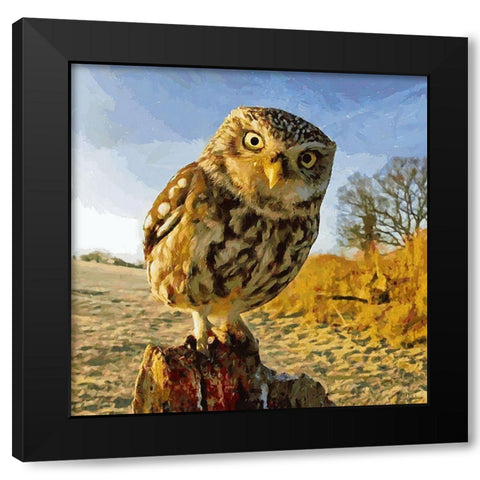 Owl in Winter Black Modern Wood Framed Art Print with Double Matting by Medeiros, Celito