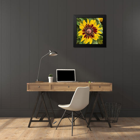 Yellow Brown Sunflower Black Modern Wood Framed Art Print by Medeiros, Celito
