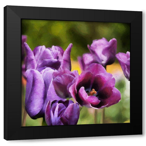 Purple Tulips Black Modern Wood Framed Art Print with Double Matting by Medeiros, Celito