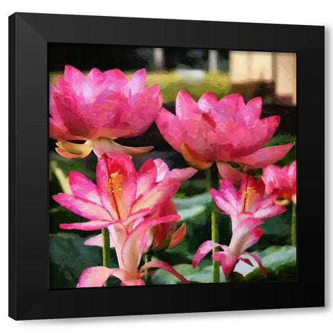 Pink Water Lillies Black Modern Wood Framed Art Print by Medeiros, Celito