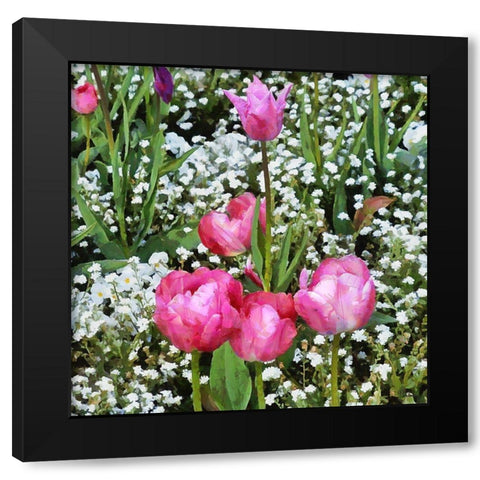 Pink Tulips in Garden Black Modern Wood Framed Art Print by Medeiros, Celito