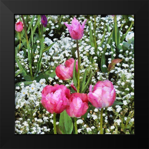 Pink Tulips in Garden Black Modern Wood Framed Art Print by Medeiros, Celito