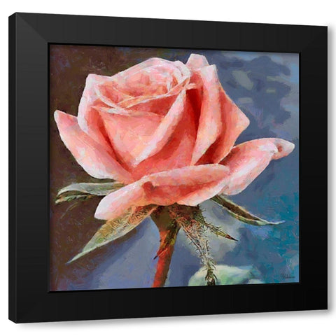 Single Rose Black Modern Wood Framed Art Print with Double Matting by Medeiros, Celito